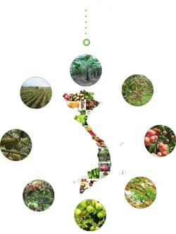 Natural ingredients for ODM product development